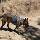 Illustration for article titled Toby Hike Day: Wellbarn Road to San Joaquin River Trail